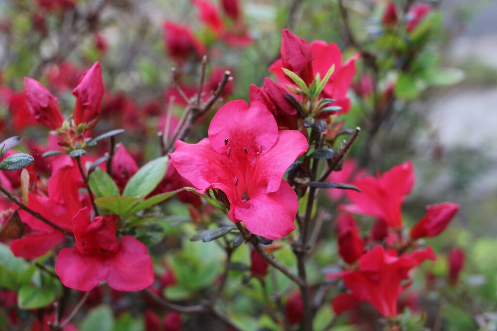 My azalea by librarymom