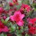 My azalea
