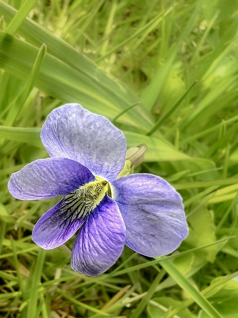 Violet by corinnec