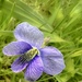 Violet