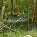 local bluebell wood