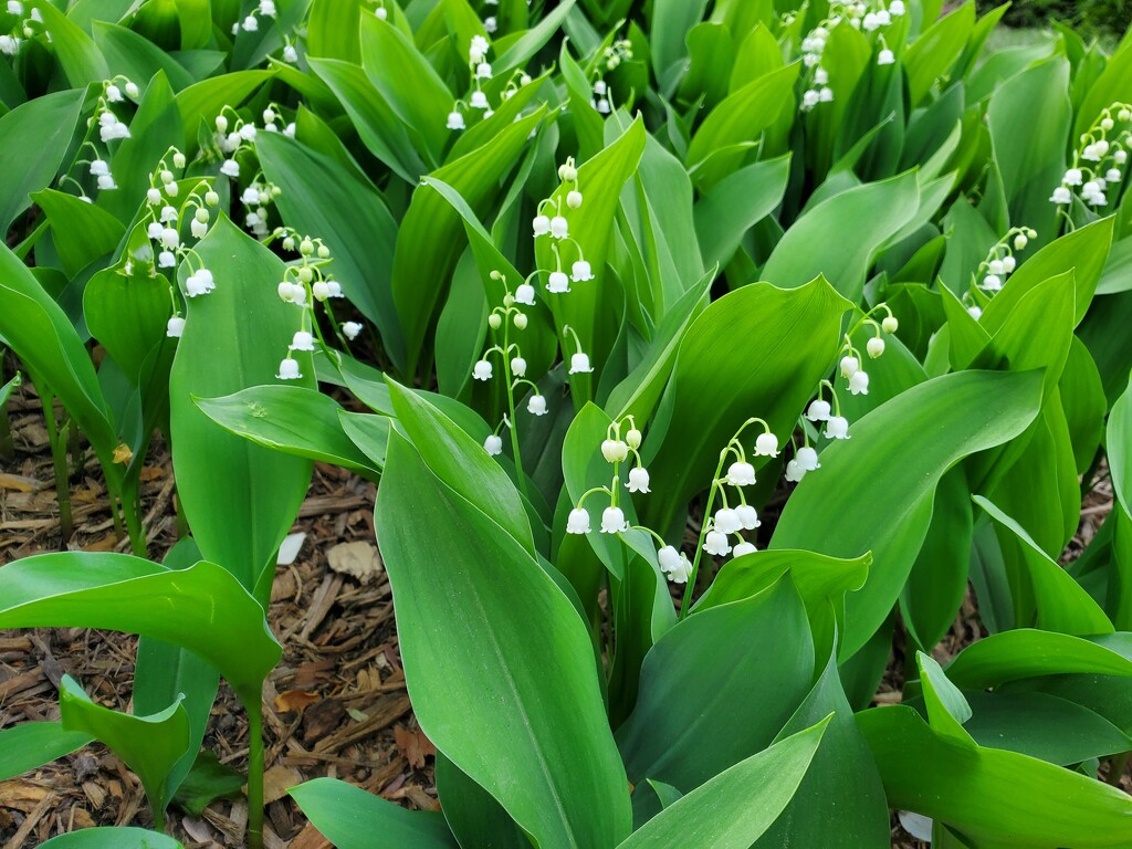Lily of the Valley by librarymom