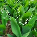 Lily of the Valley