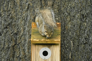 25th Apr 2025 - Just Hangin' Around