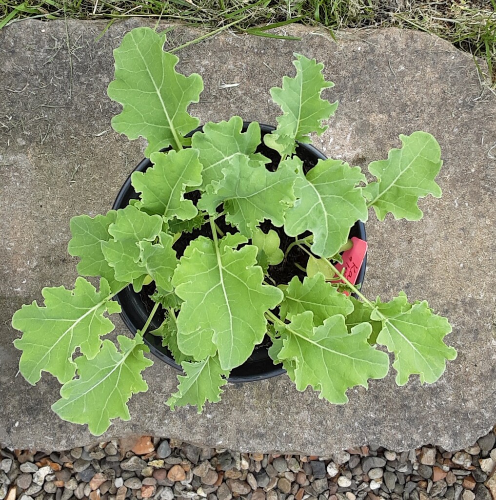 Kale by grace55