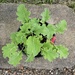 Kale