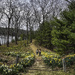 Daffies in Bloom