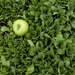 Apple a Day: Shades of green