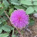 at the lady bird johnson wildflower center