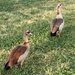 whistling ducks