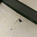 spider vs. beetle