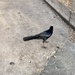 great-tailed grackle