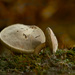 Bolete