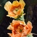 4 23  Duo of cactus flowers
