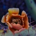 4 23 Prickly Pear flower