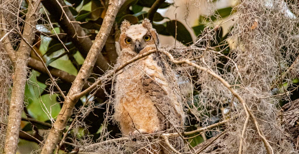 Great Horned Baby Owl! by rickster549