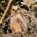 Great Horned Baby Owl!