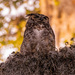 And Here We Have Great Horned Owl Mom!