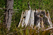 25th Apr 2025 - Sun-bleached Stump