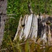 Sun-bleached Stump