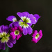 Wild Flowers