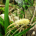 Pond plant 