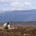 A Lonely Ewe by jamibann
