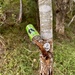 Rubber Tree