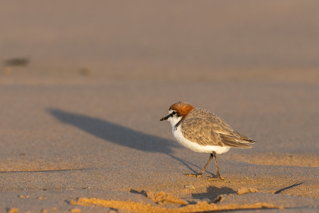 Red capped plover by pusspup