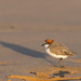 Red capped plover