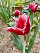 24th Apr 2025 - Fringed Tulip