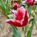 Fringed Tulip