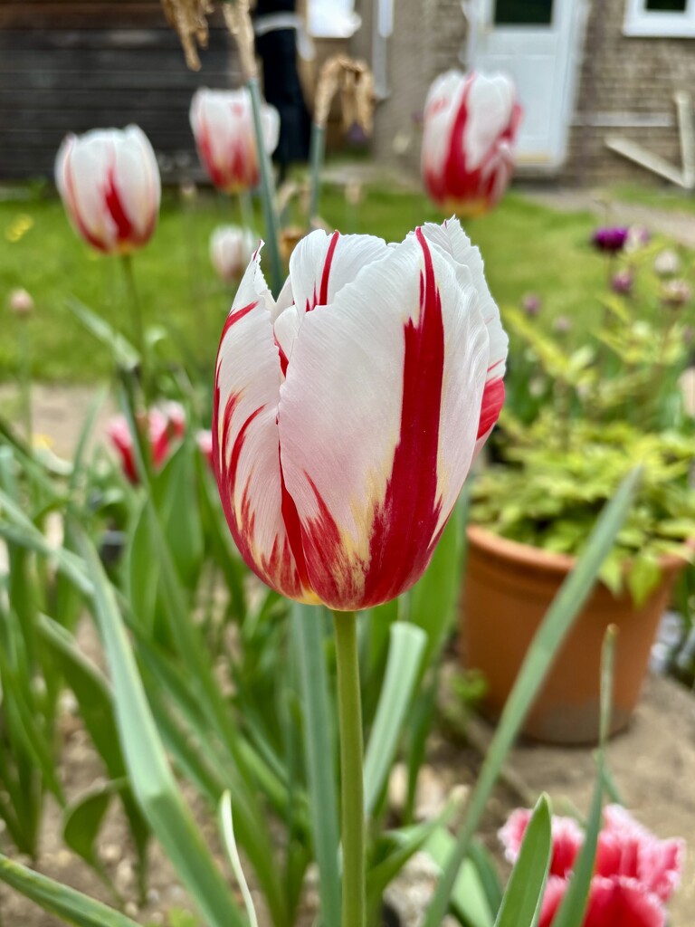 Tulip by gillian1912