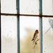 Swallow