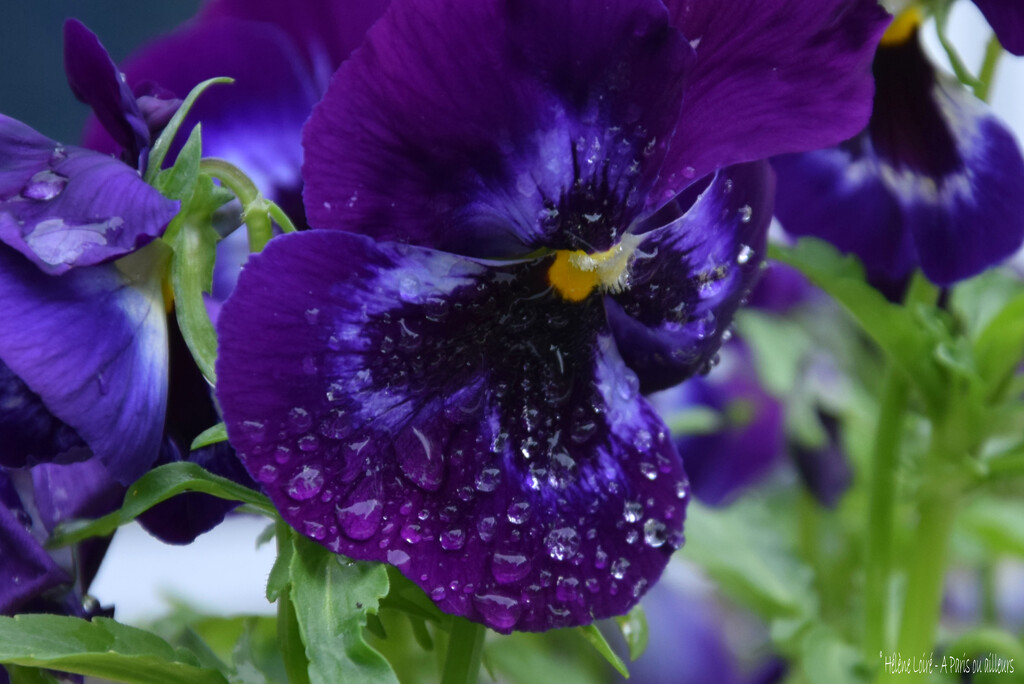 Viola by parisouailleurs