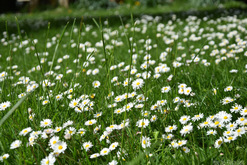 daisies by parisouailleurs