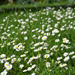 daisies