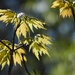 New maple leaves... by marlboromaam