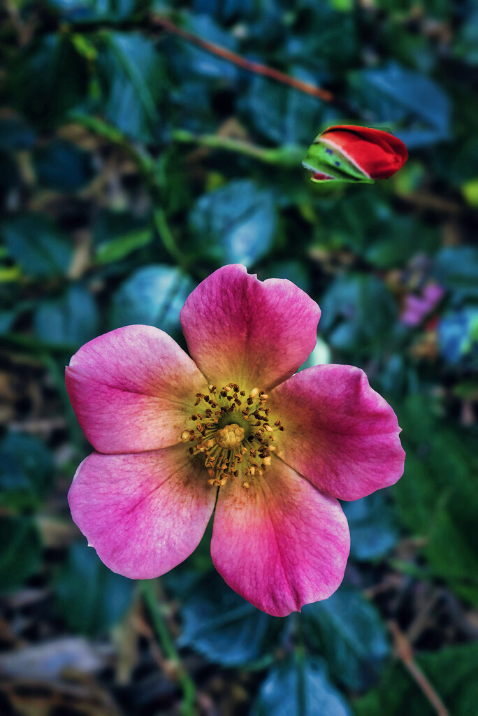 Happy Chappy Rose by k9photo