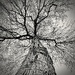When Branches Reach To The Heavens by rickaubin