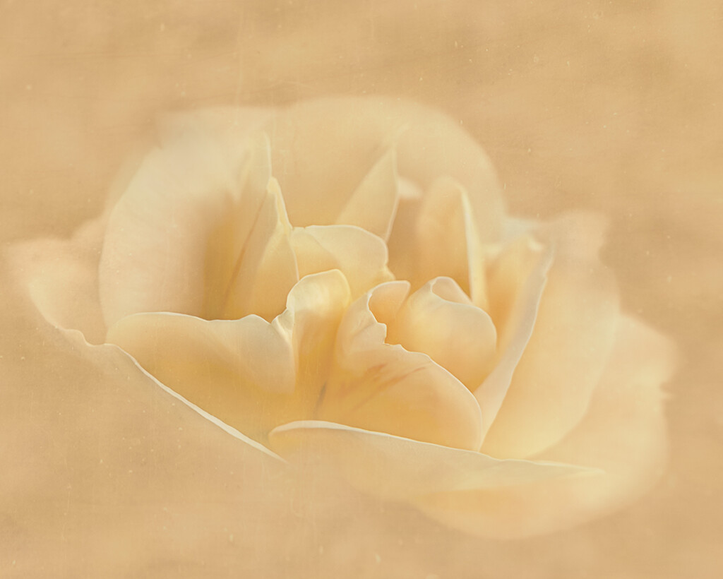Rose by nickspicsnz