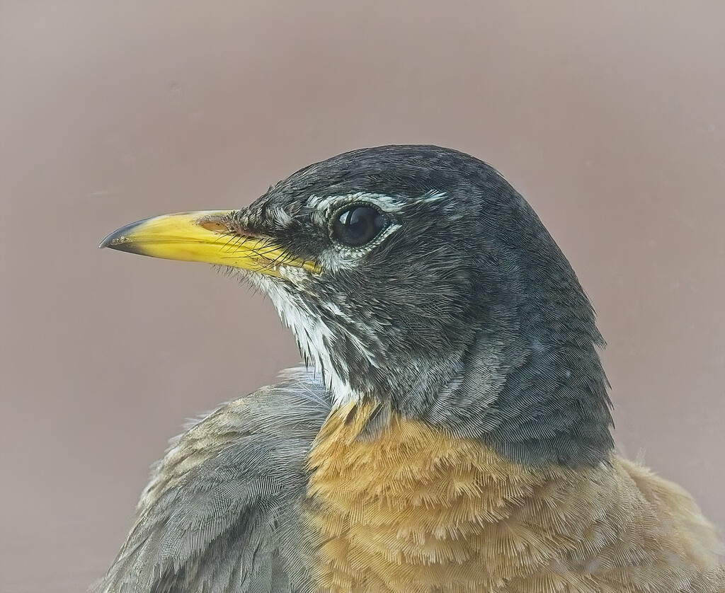 Another Look at the Robin by gardencat