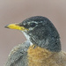 Another Look at the Robin