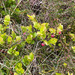 Bilberry
