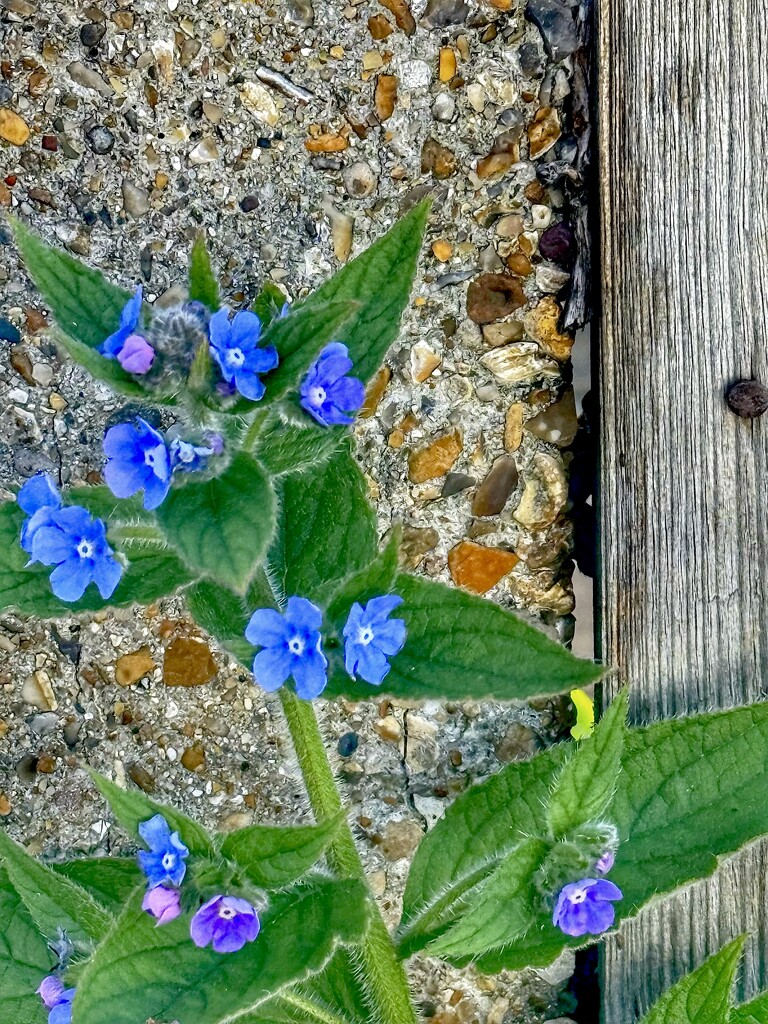 Pretty Wild Flower  by rensala