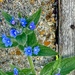Pretty Wild Flower 
