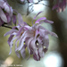 Pink Star Magnolia