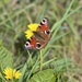 Peacock butterfly (Aglais Io)