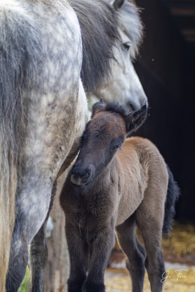 Valentino and his Mum by jo63