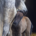 Valentino and his Mum
